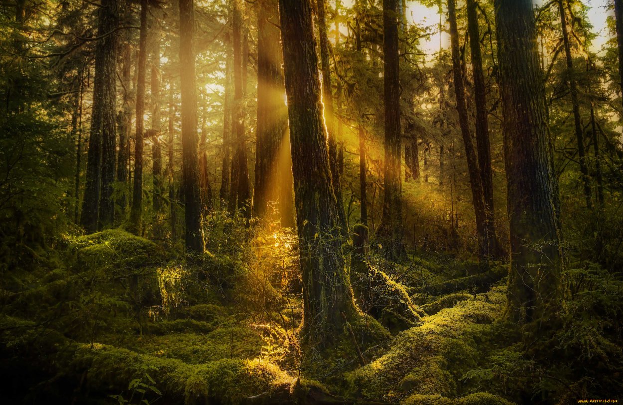 Дремучий Владимирский лес