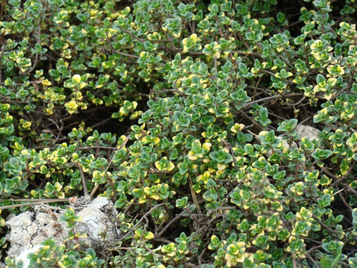 Вечнозеленые почвопокровные ползучие растения