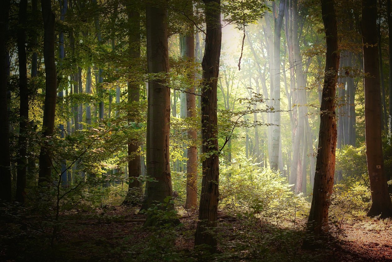 Тропинка в дремучем лесу