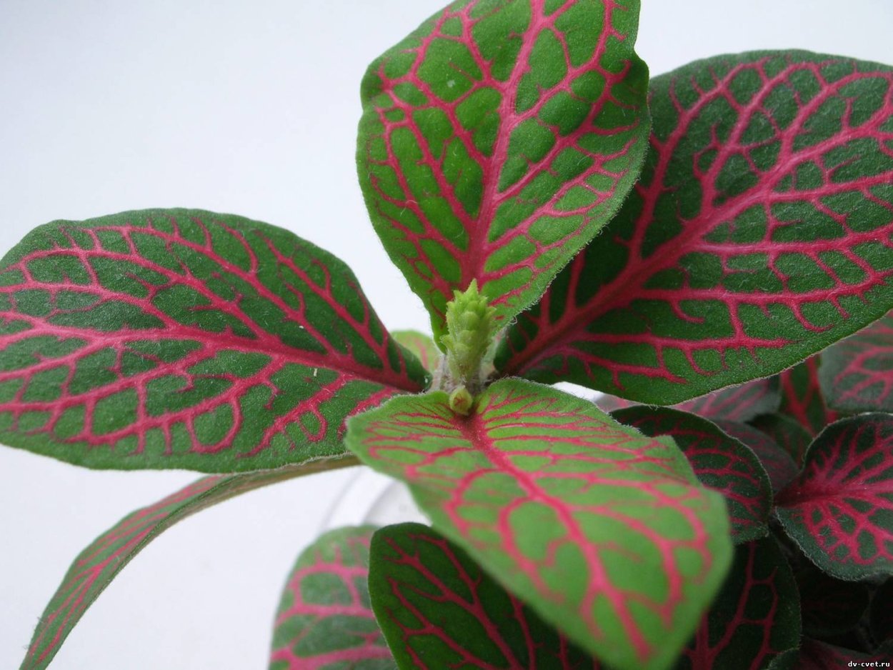 Комнатный цветок пуансетия