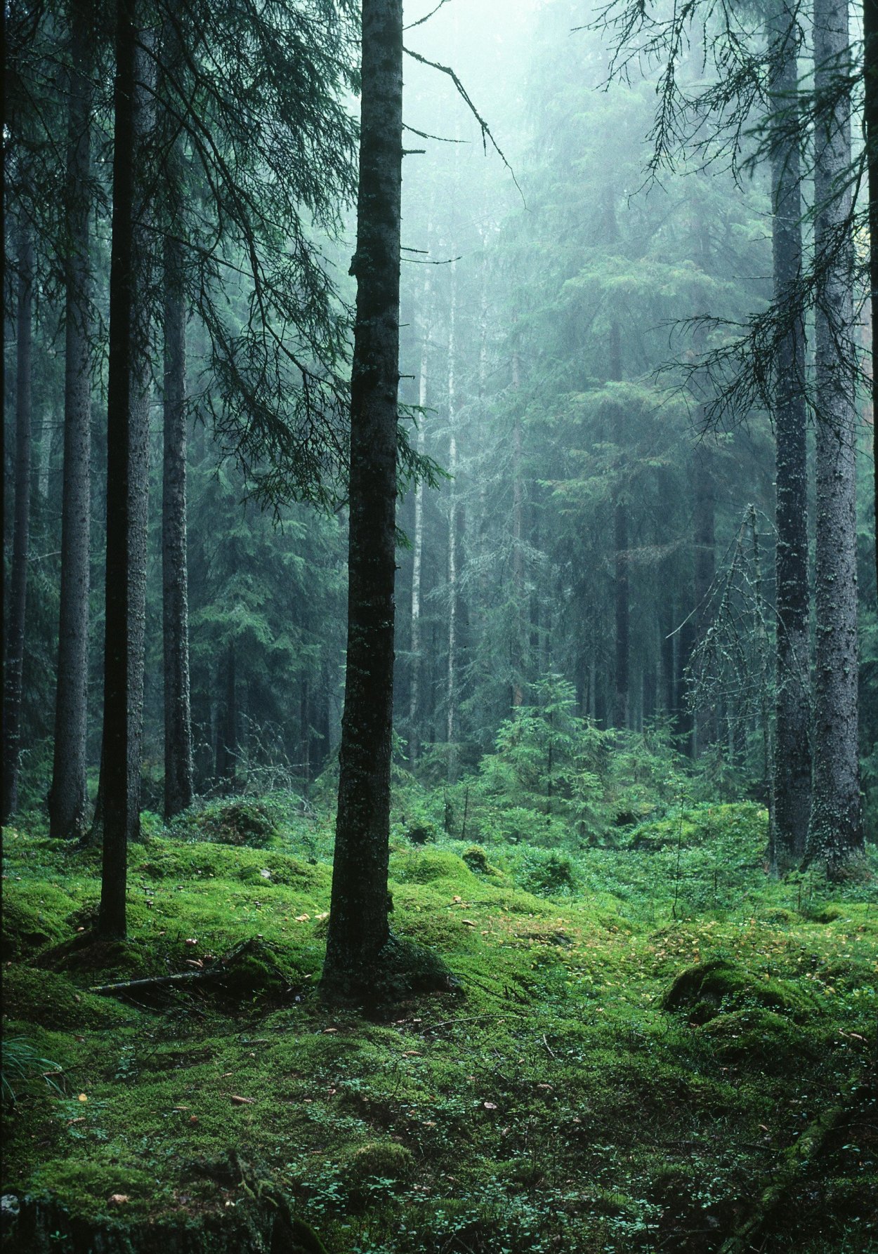 Тайга хвойный Бор НЕПРОХОДИМАЯ