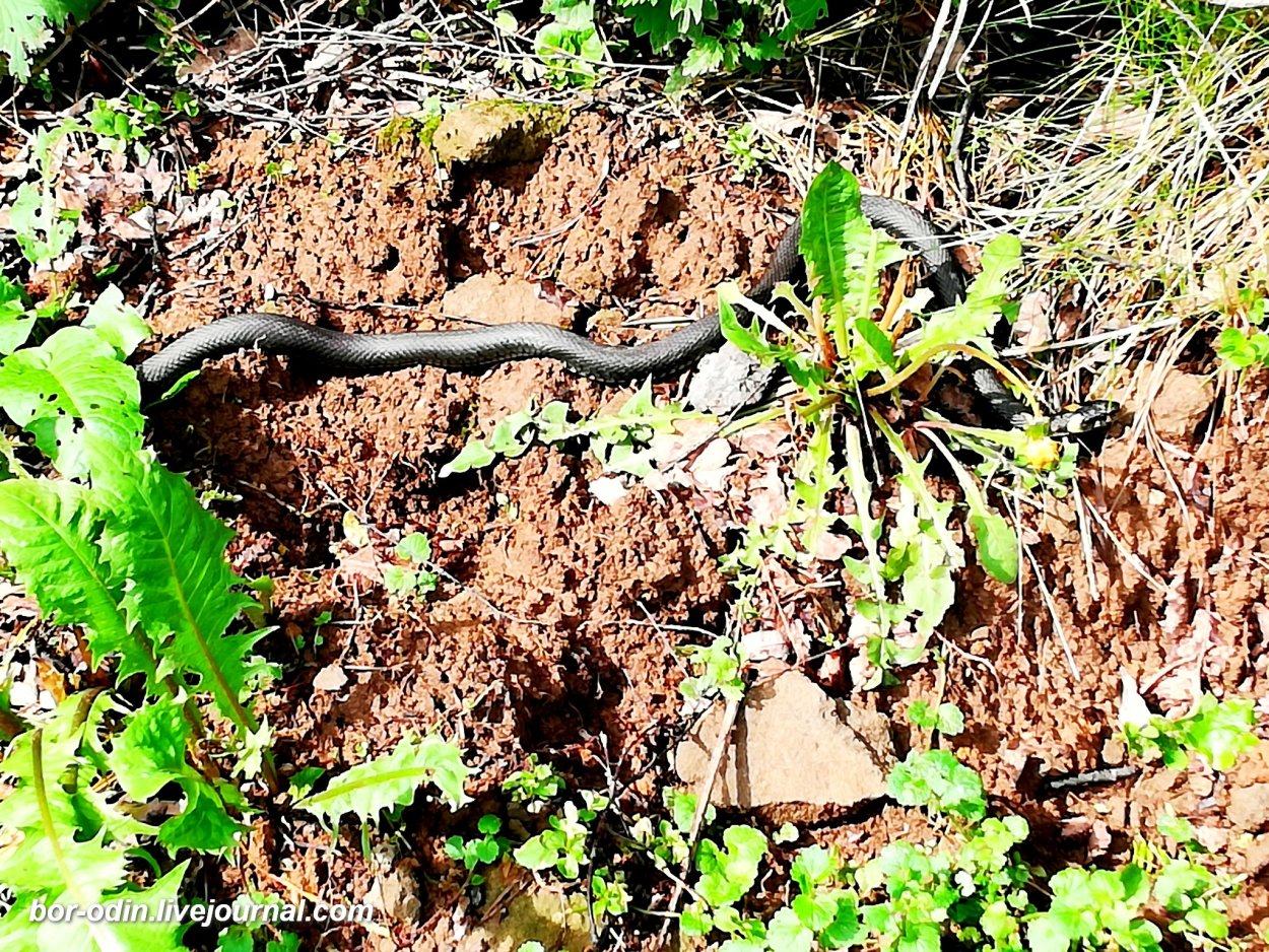 Ползучая змея