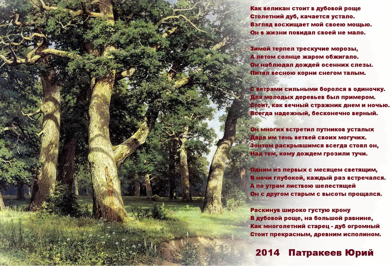 Дремучий лес пихта кедр