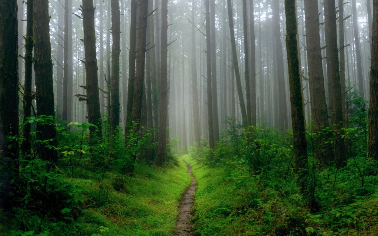 Лес в тумане