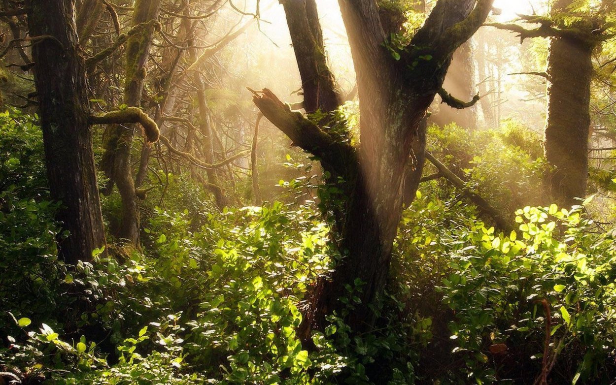 Тайга джунгли Сельва