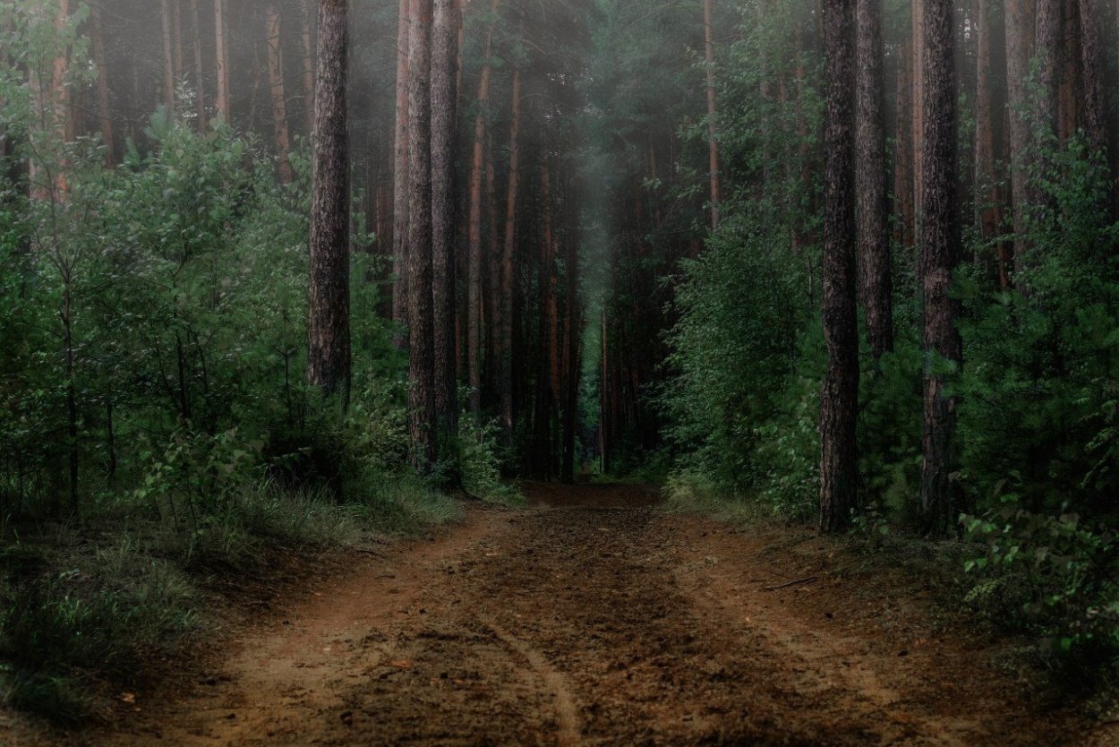 Земля в лесу