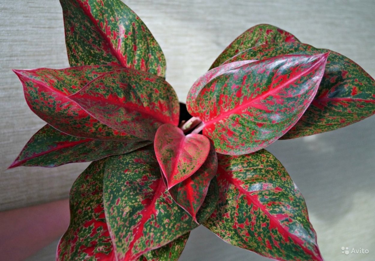 Аглаонема Крит цветок