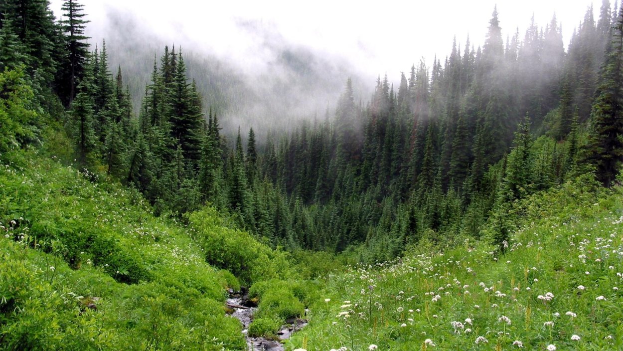 Еловый лес арт