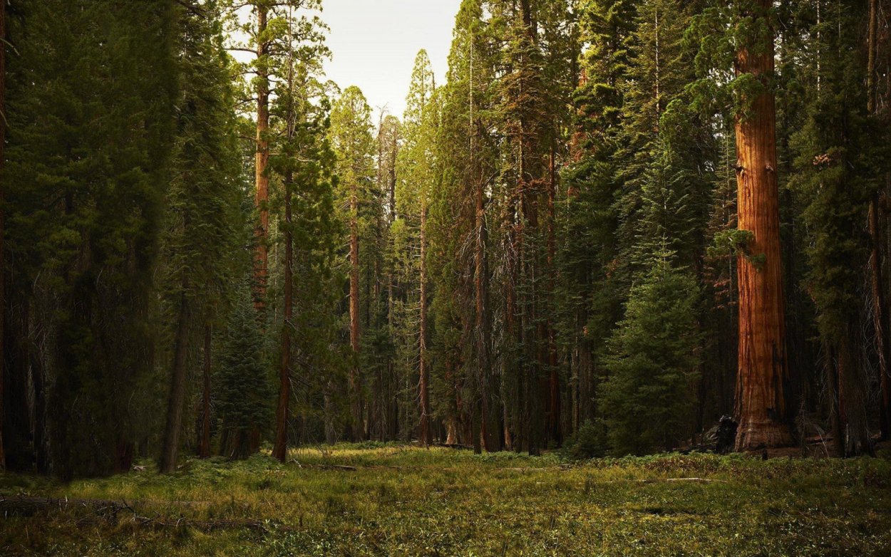 Лес секвой
