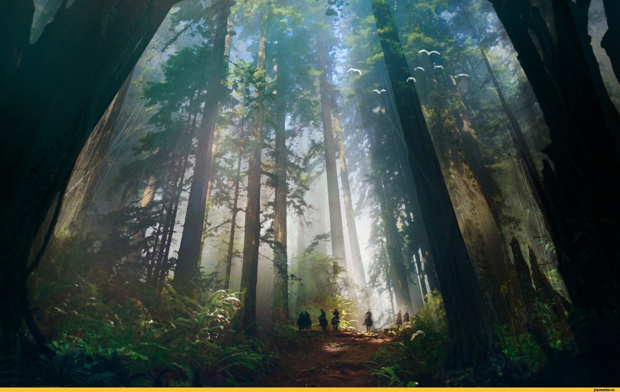 Верхушки деревьев