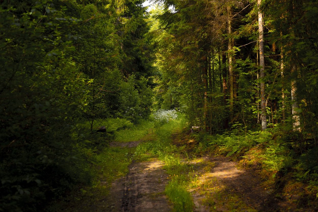 Эльфийский лес Эллесмера