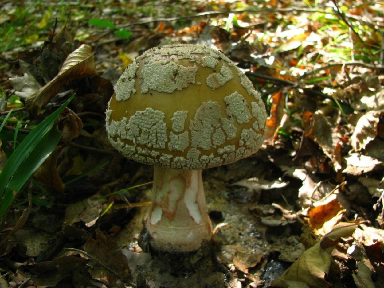 Мухомор серо-розовый краснеющий