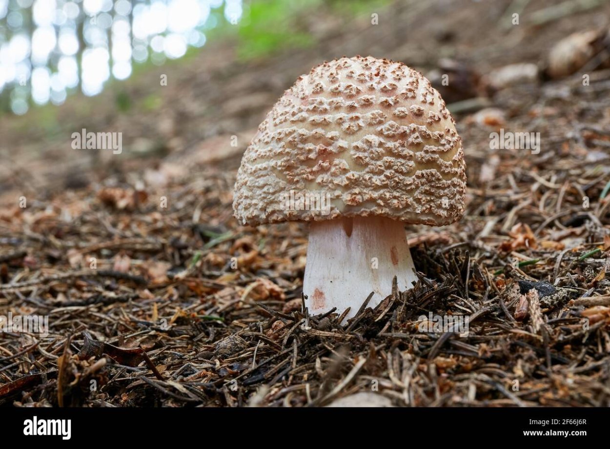 Мухомор серый