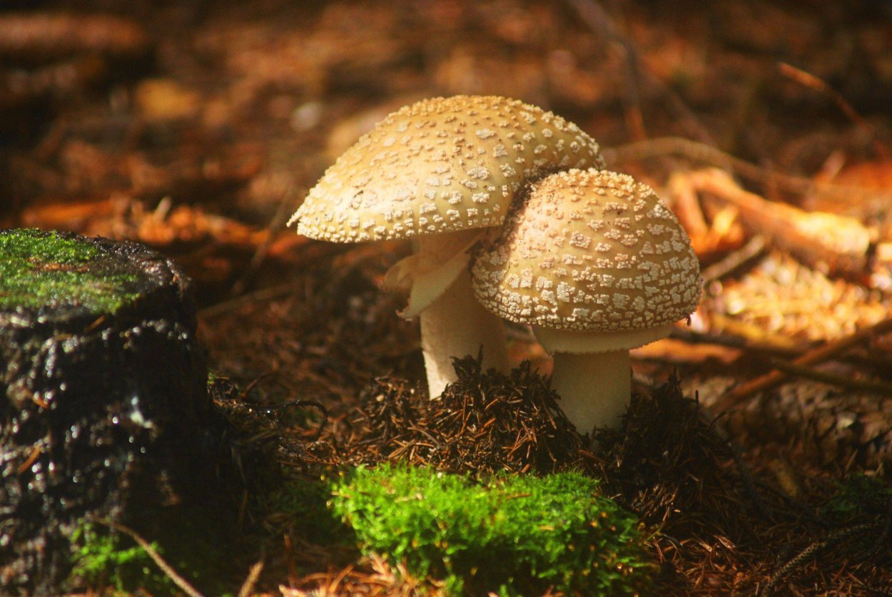 Мухомор жемчужный Amanita junquillea