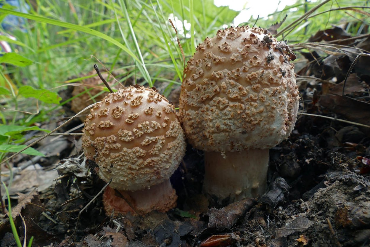 Amanita rubescens мухомор краснеющий