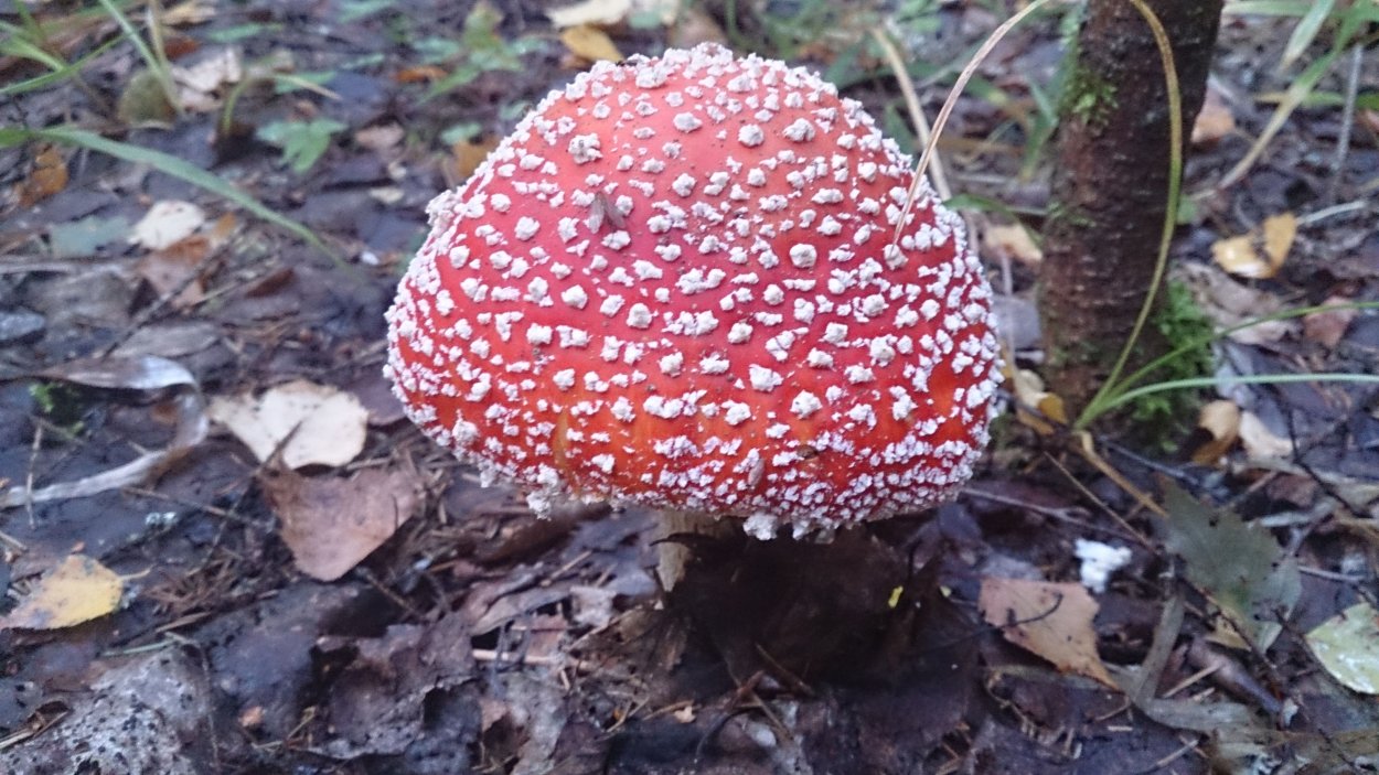 Мухомор серо-розовый краснеющий