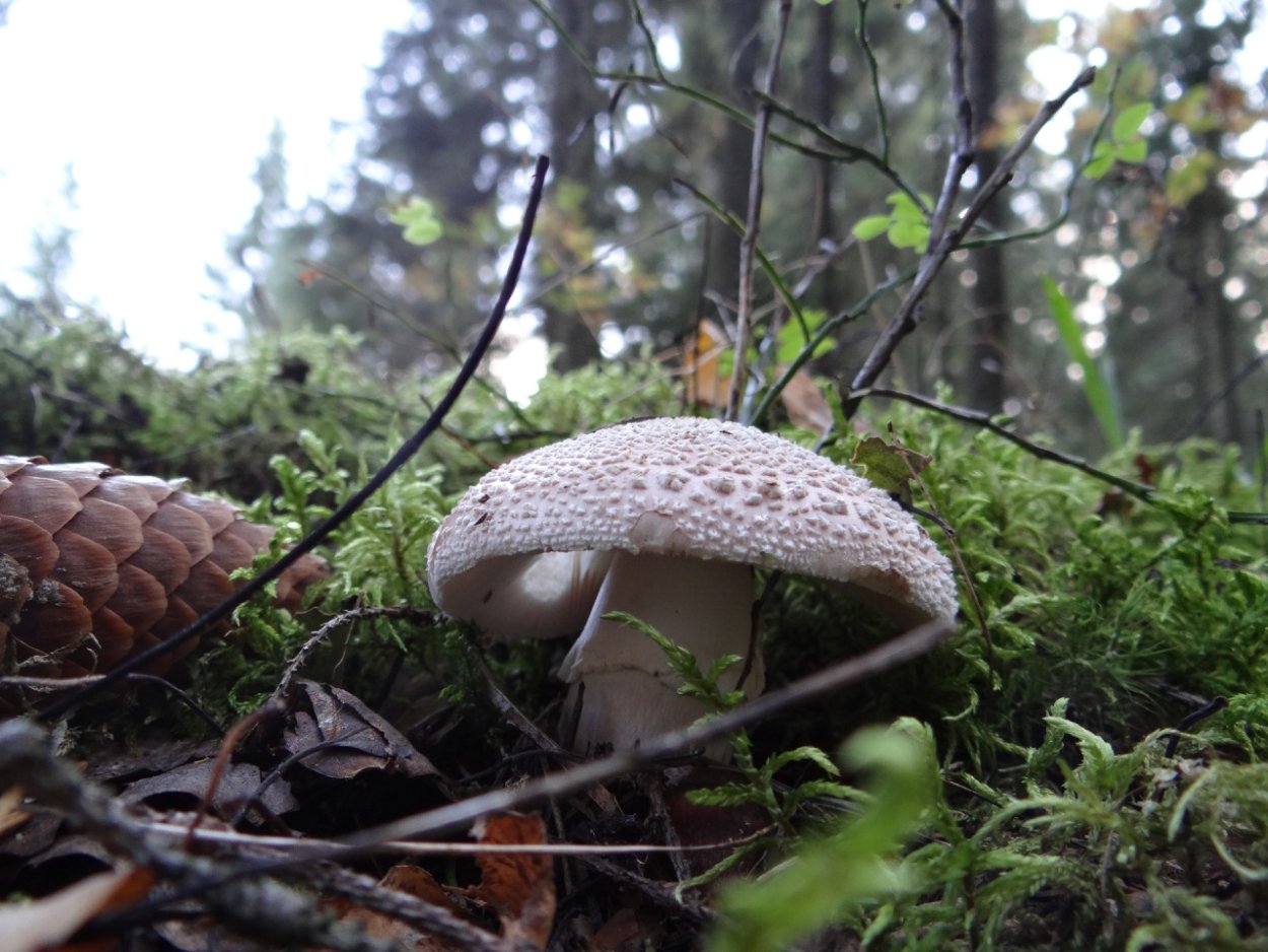 Мухомор серо-розовый Amanita rubescens