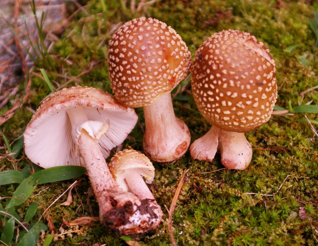 Гриб Amanita rubescens