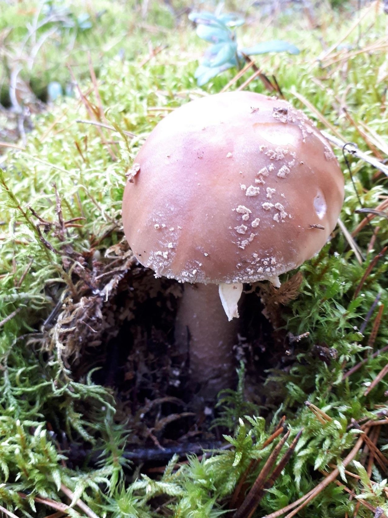 Растение мухомор