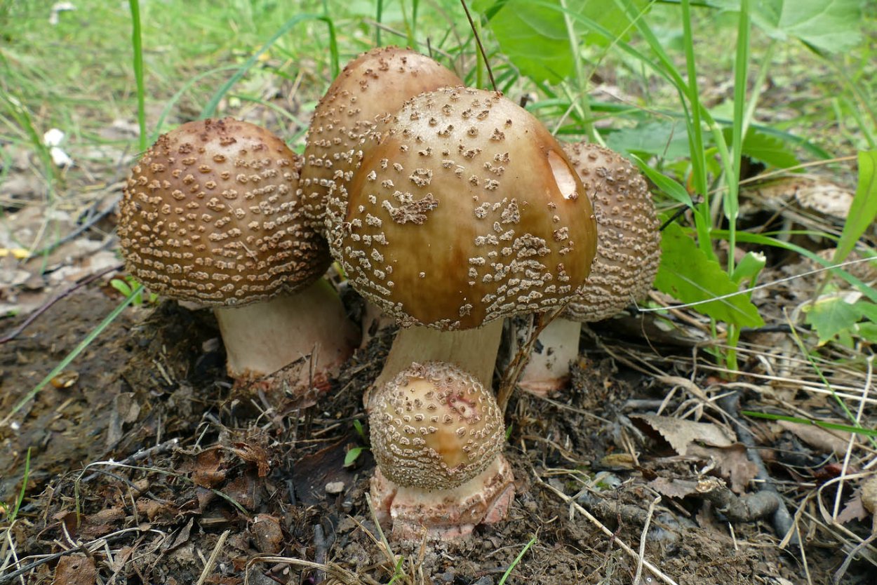 Blusher Amanita rubescens