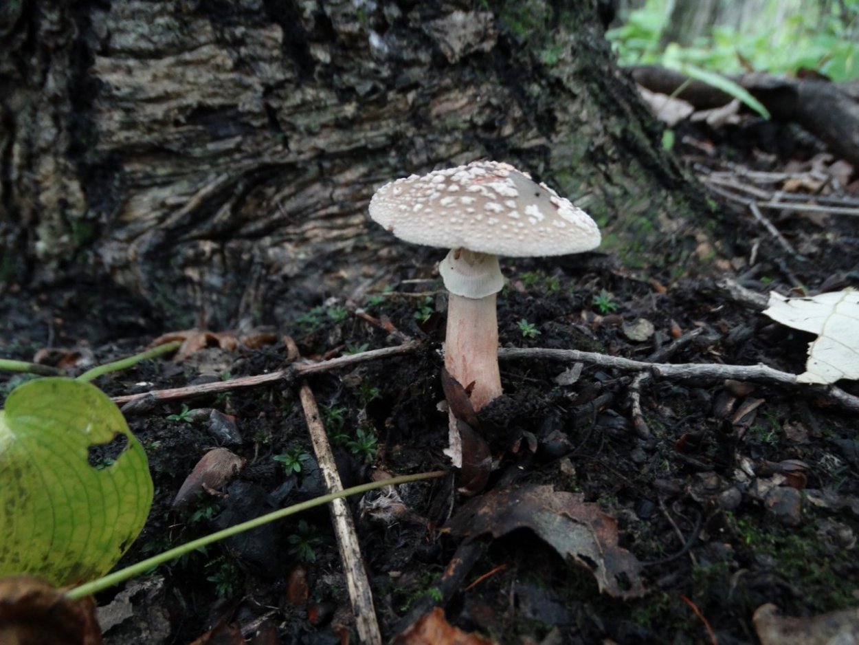Гриб Amanita rubescens