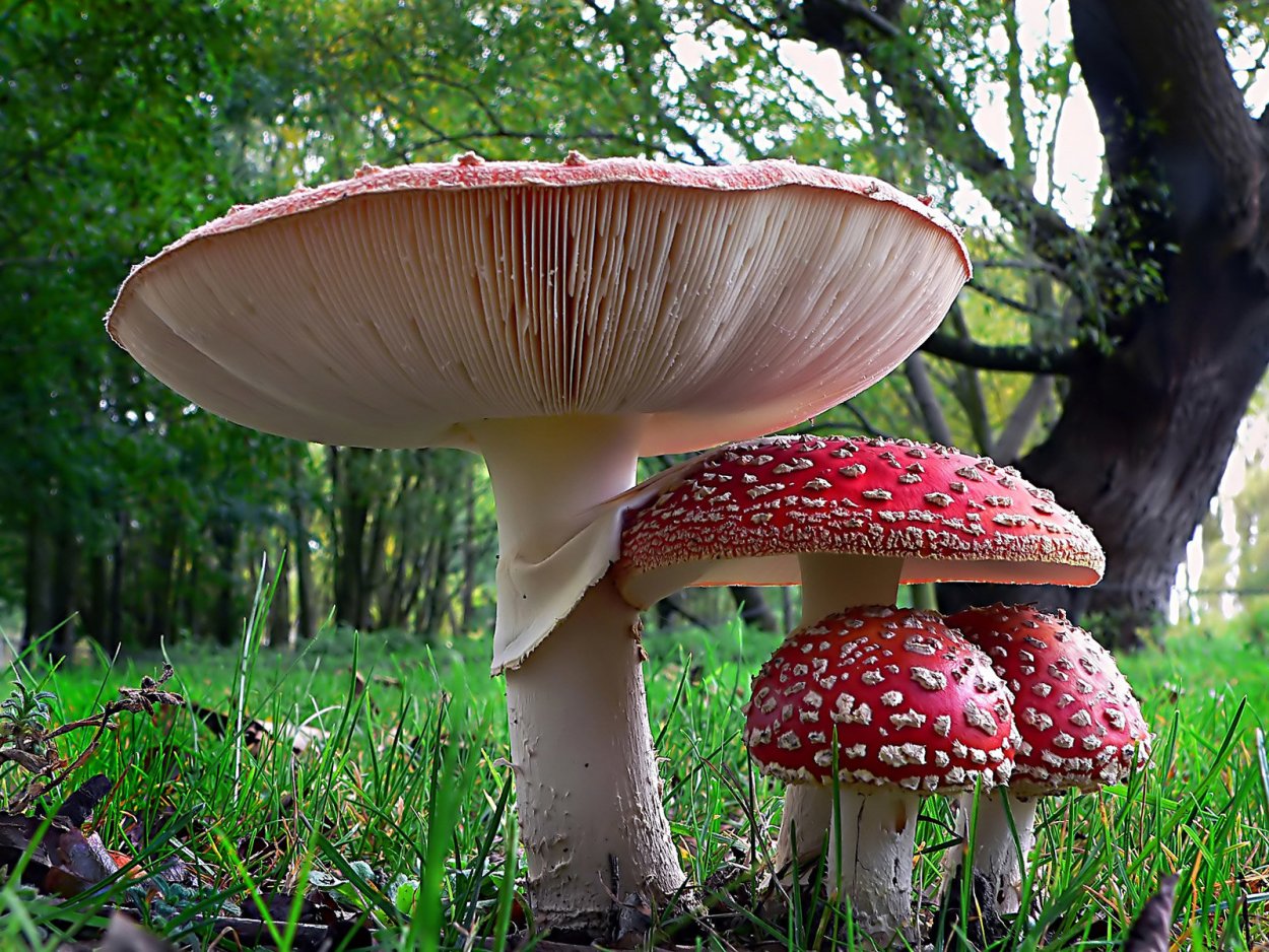 Фиолетовая поганка