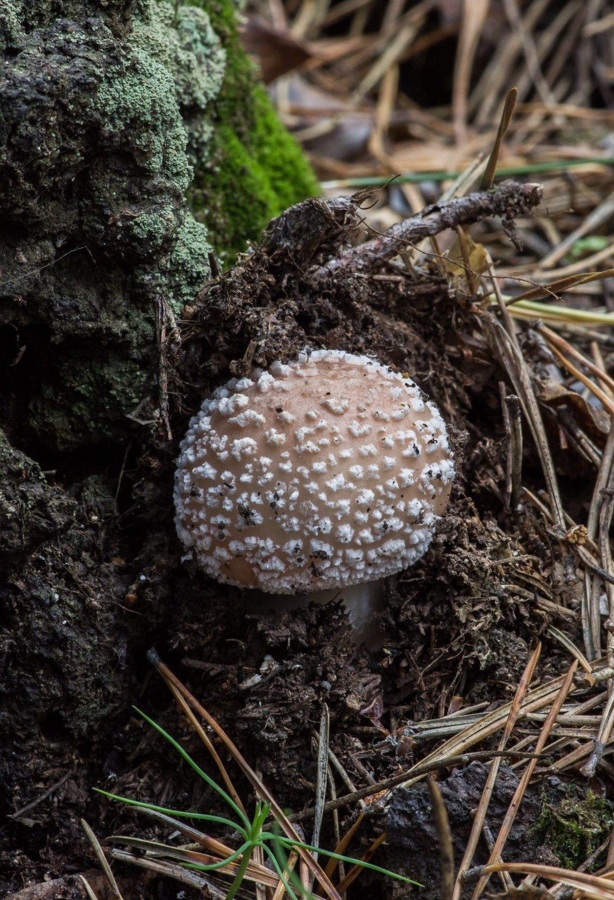 Мухомор серо-розовый Amanita rubescens