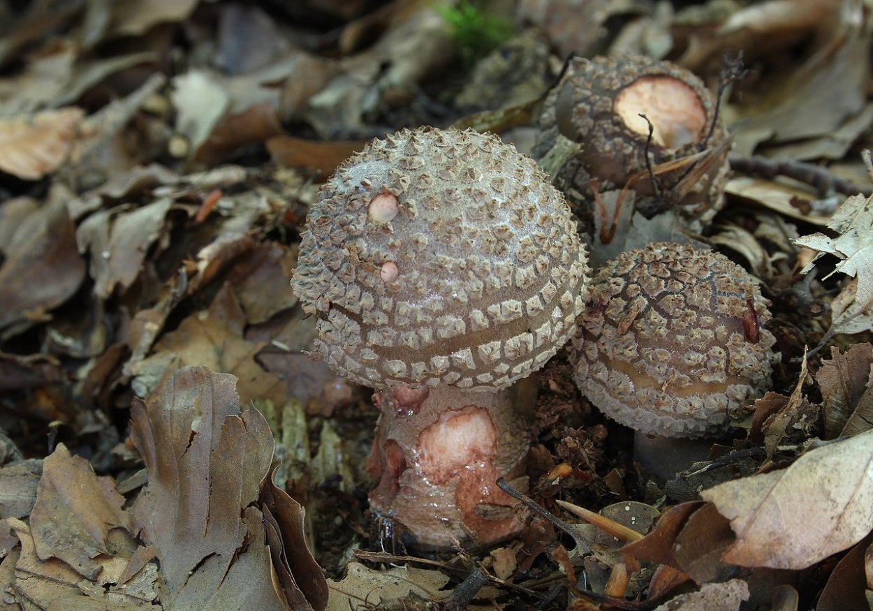 Мухомор жемчужный Amanita junquillea