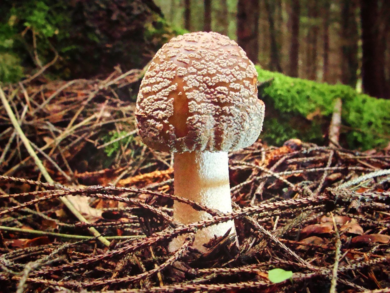 Blusher Amanita rubescens