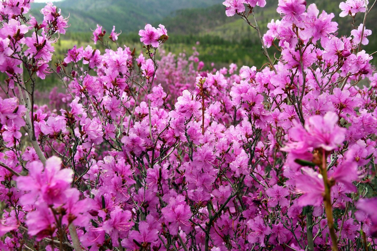 Багульник сибирский