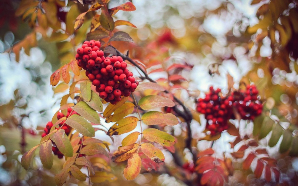 Декоративная рябина с тонкими листочками яркая осенью