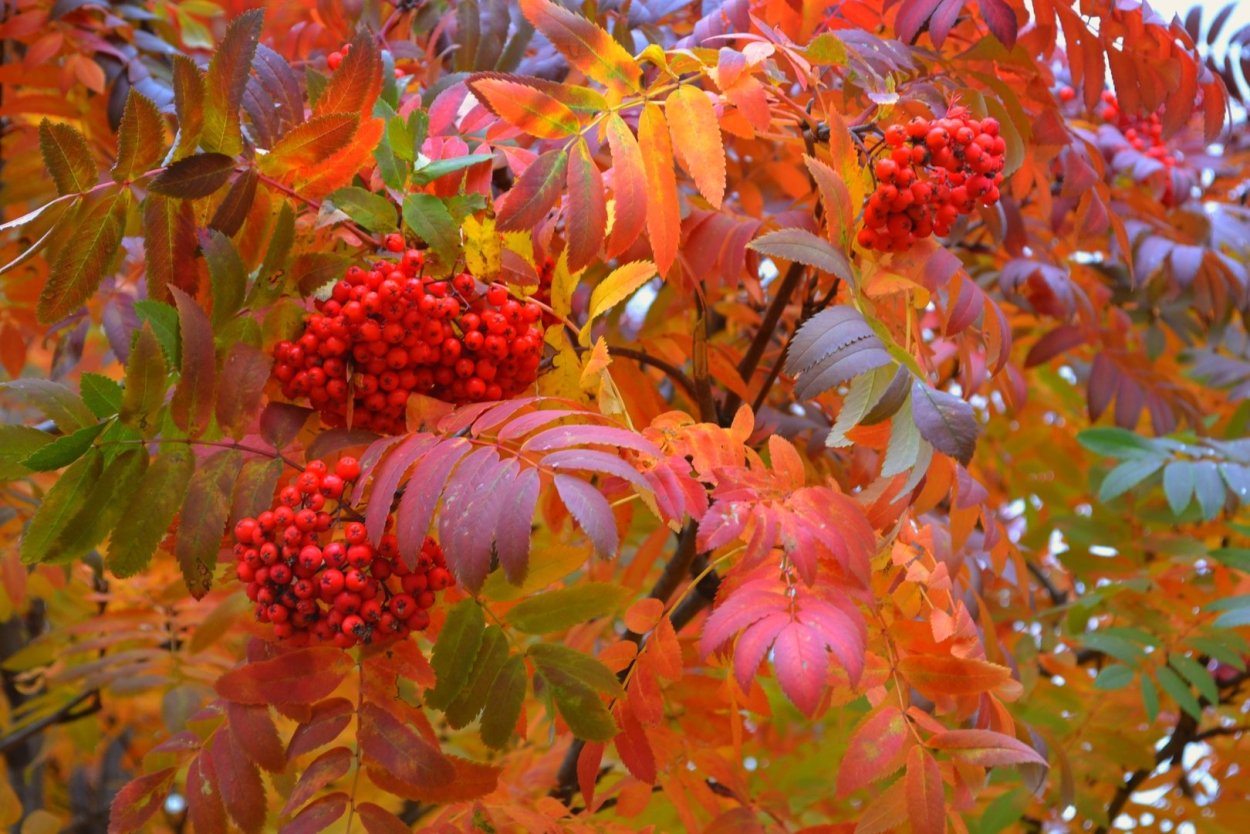 Осенний фон с рябиной