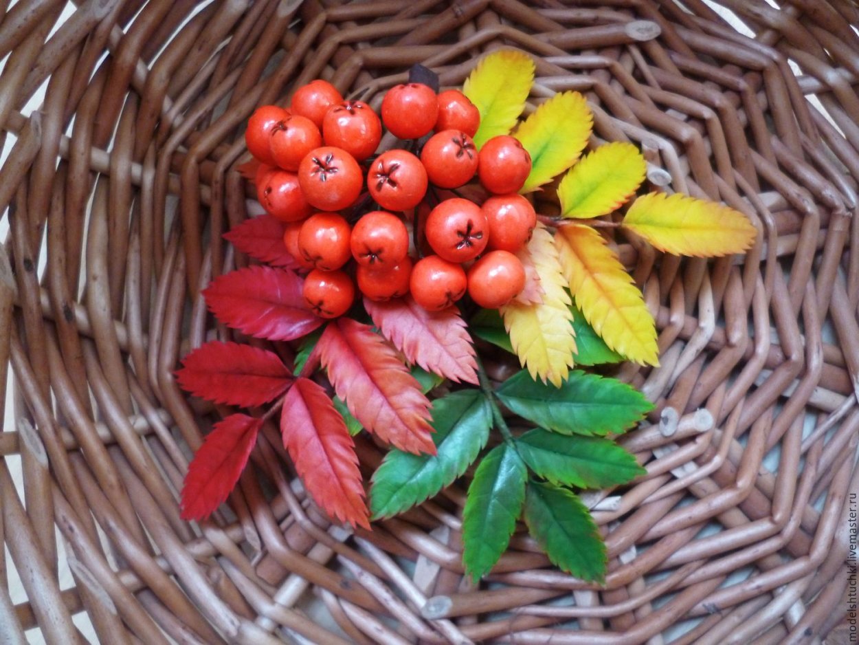 Рябина обыкновенная Калина