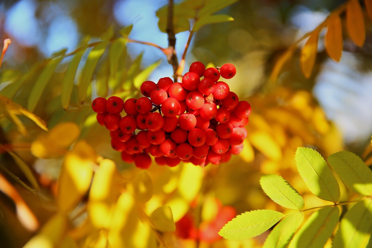 Рябина в снегу осень