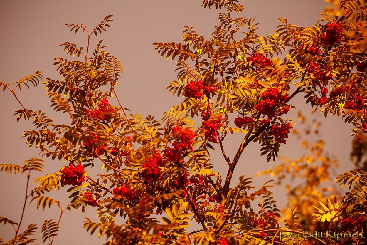 Швейцарский рябин
