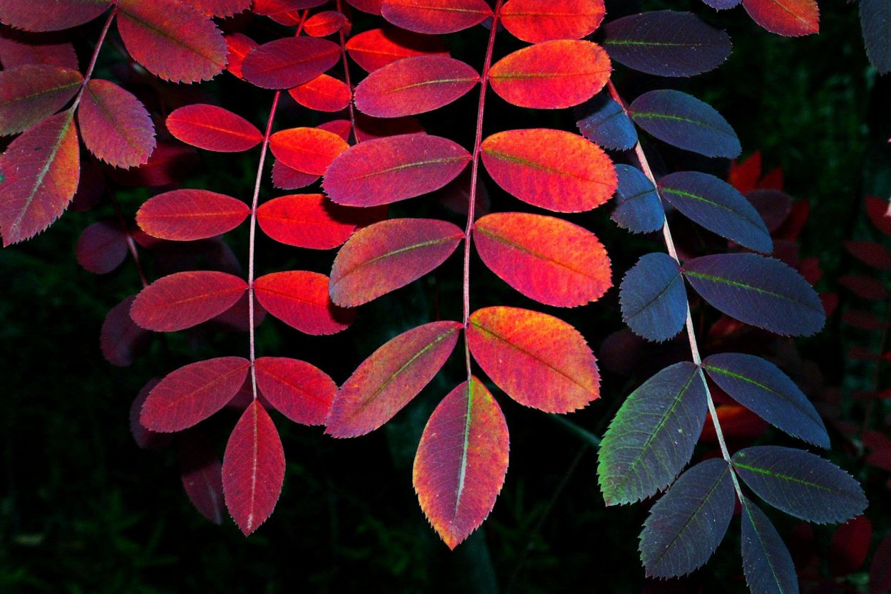 Осенние ягоды