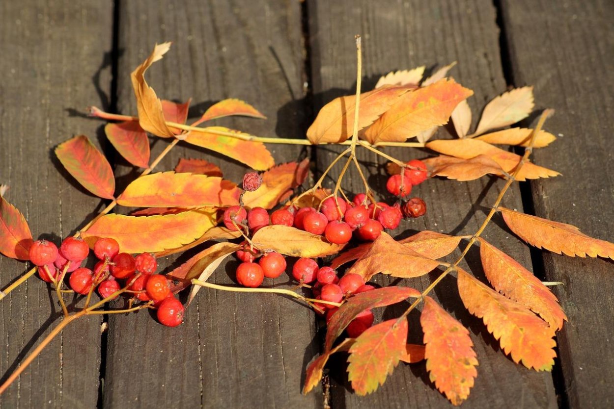 Красною кистью рябина зажглась