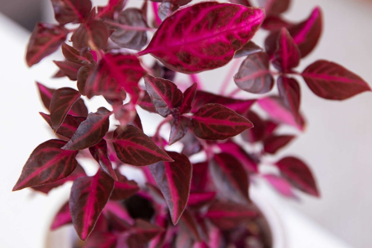 Ирезине Bloodleaf