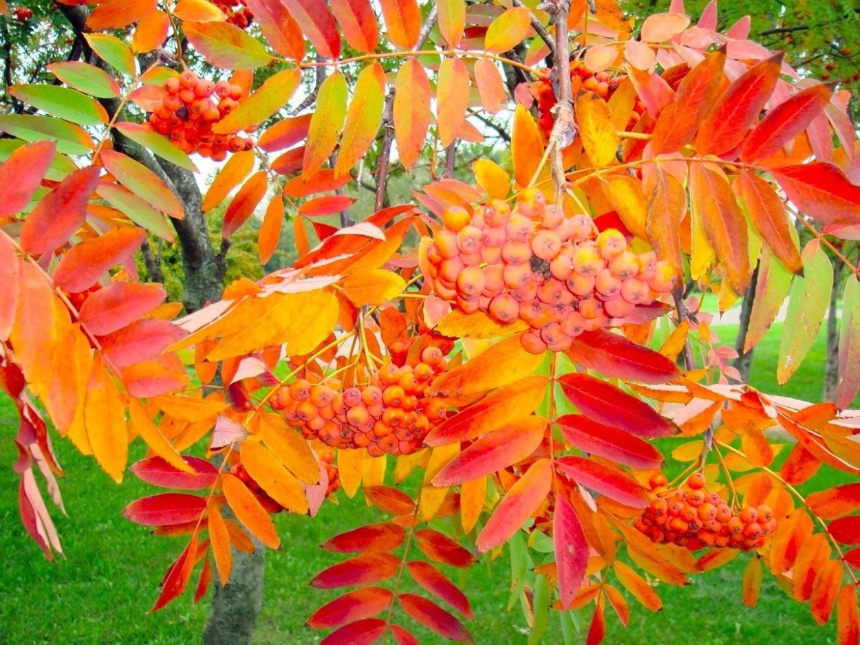 Рябина дерево