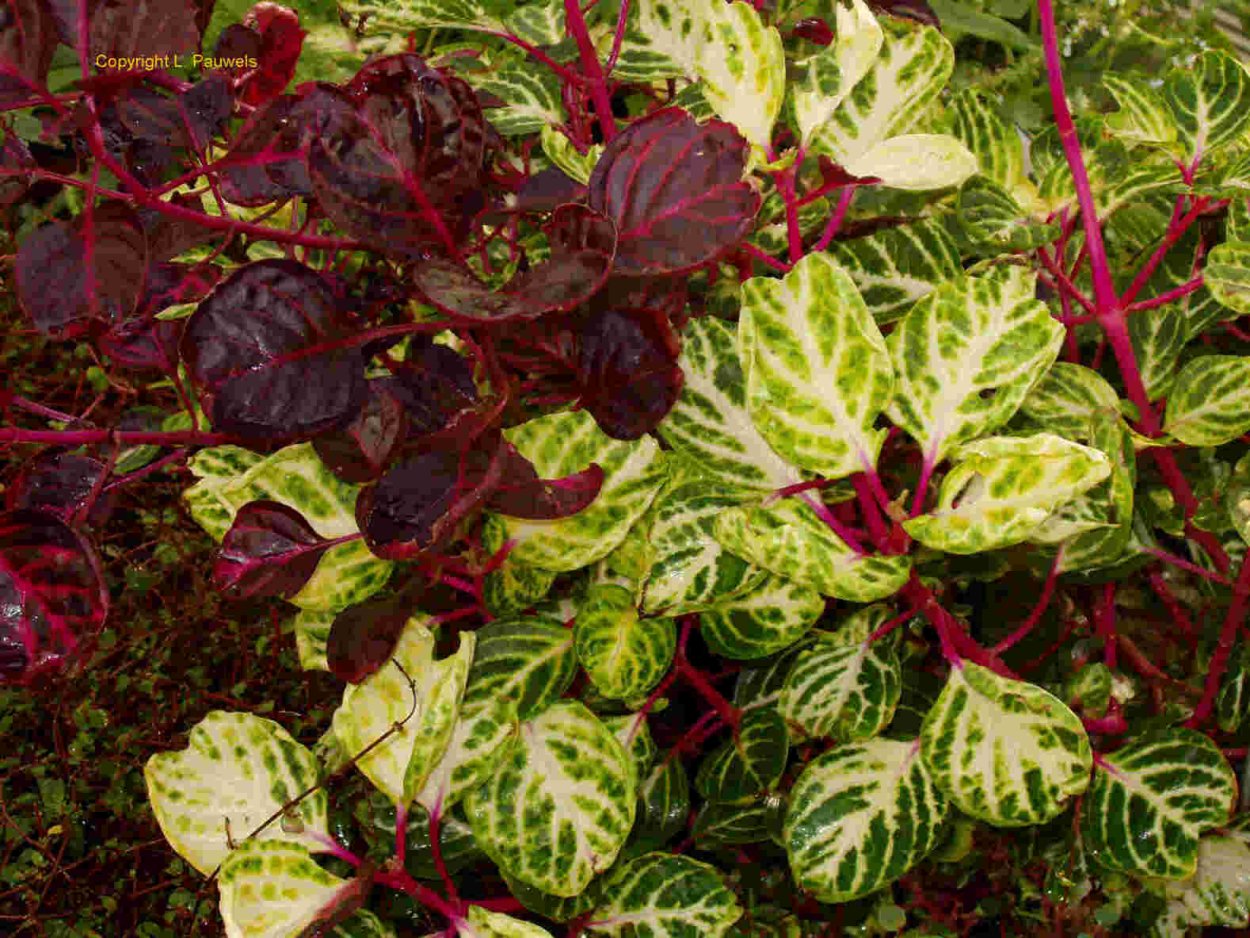 Ирезине Хербста Iresine herbstii