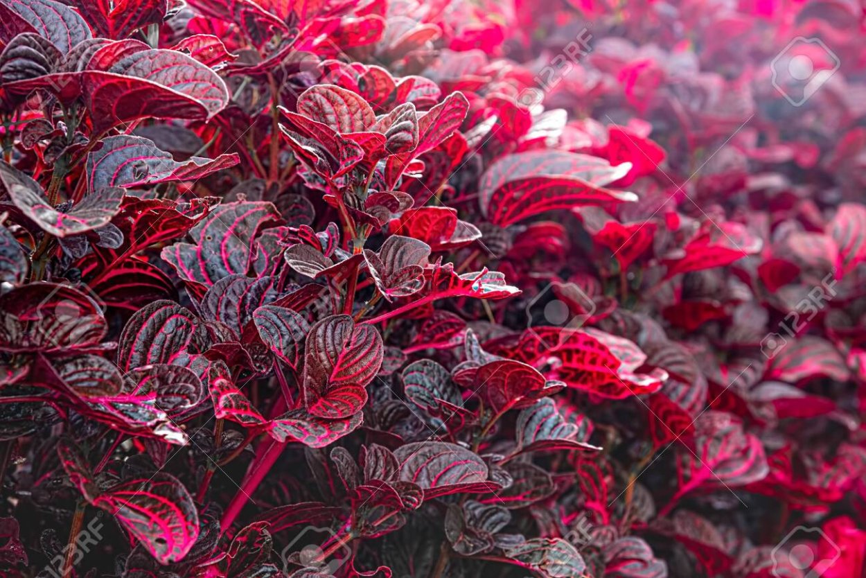 Ирезине Хербста Iresine herbstii