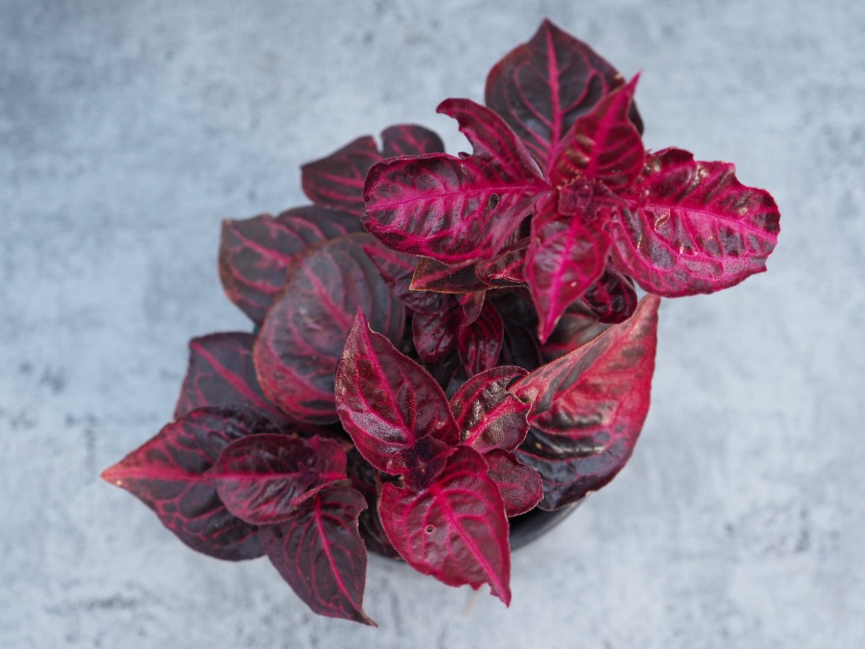 Ирезине Хербста Iresine herbstii