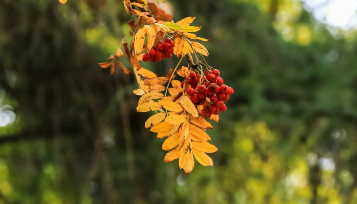 Рябиновый лист вектор