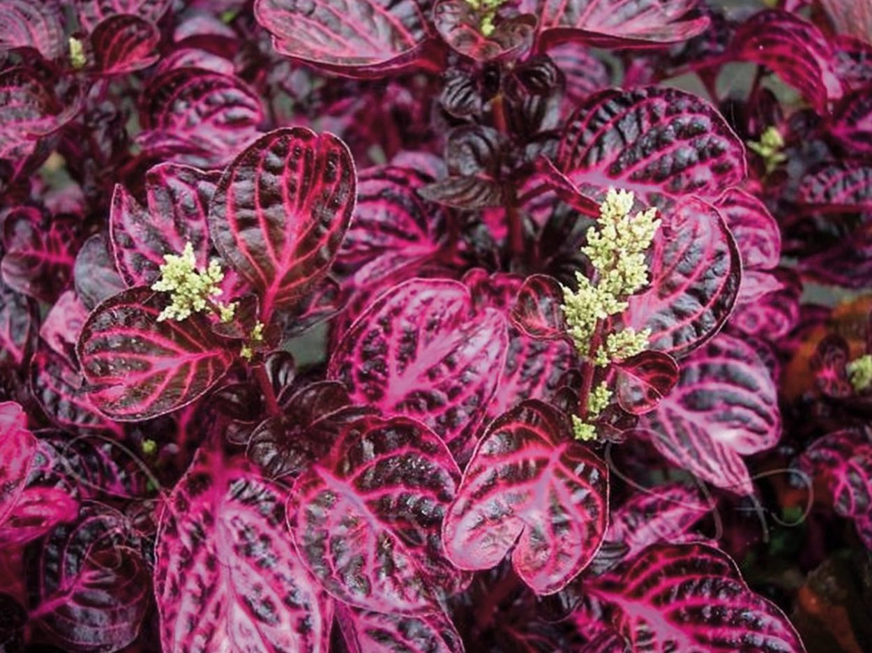 Ирезине бегония