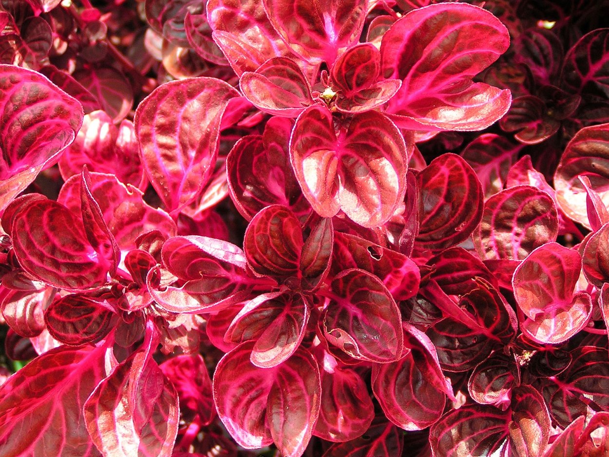 Ирезине бордо