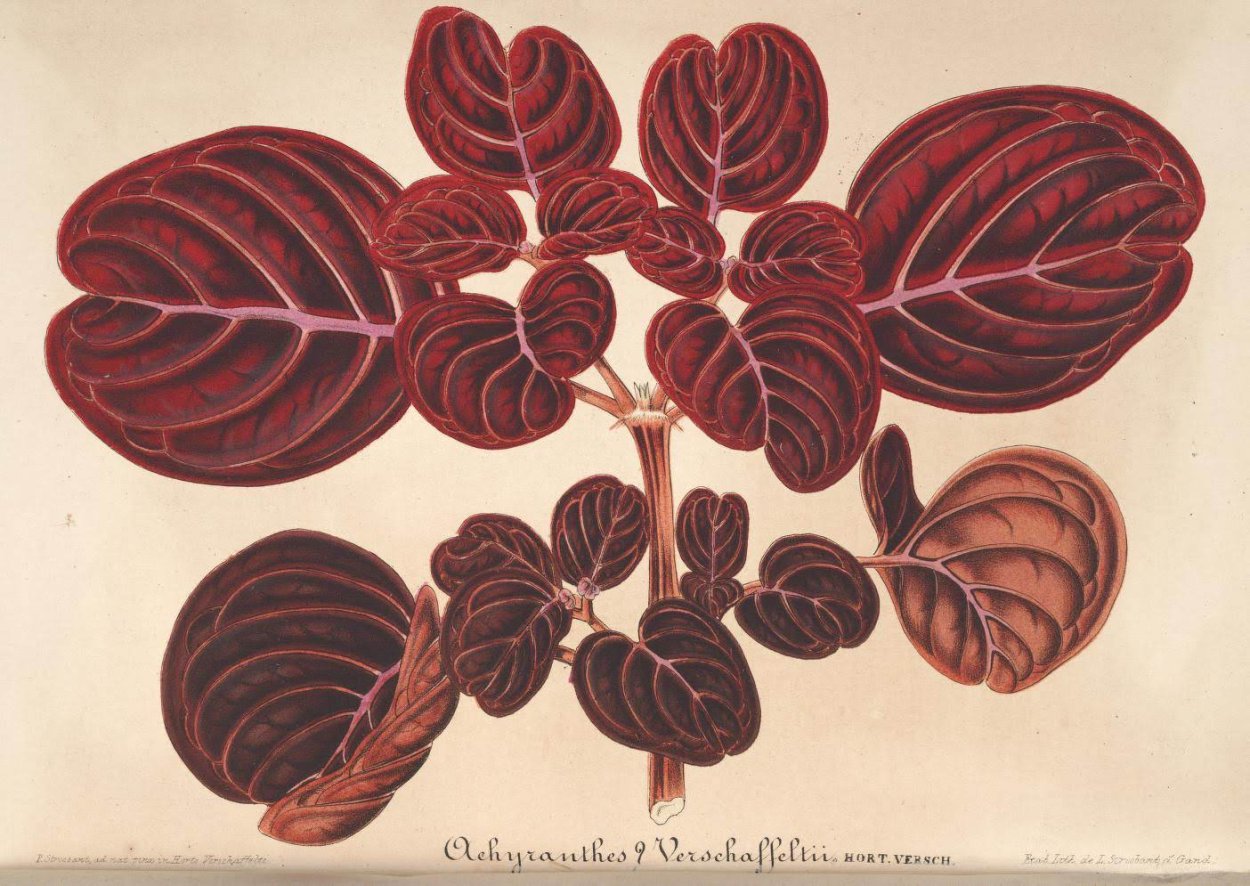 Ирезине Парпл леди