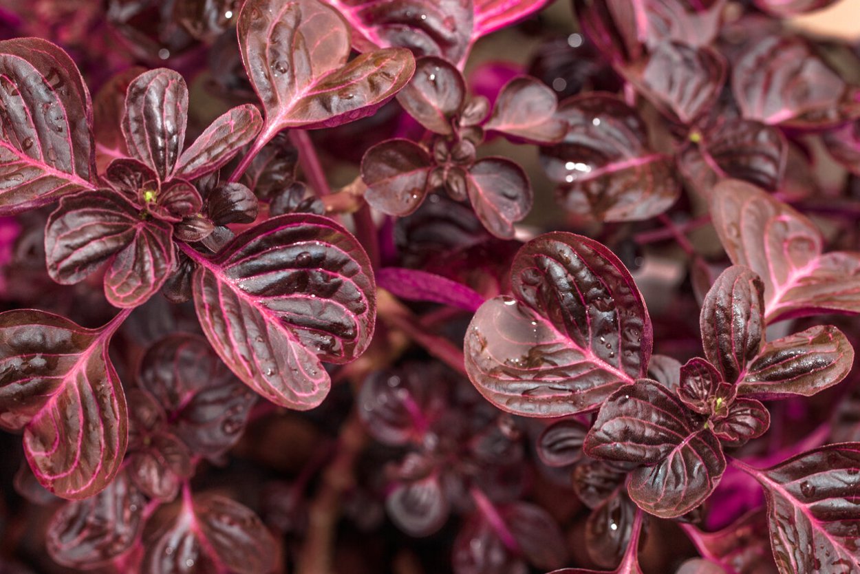 Ирезине Хербста Бриллиантиссимум