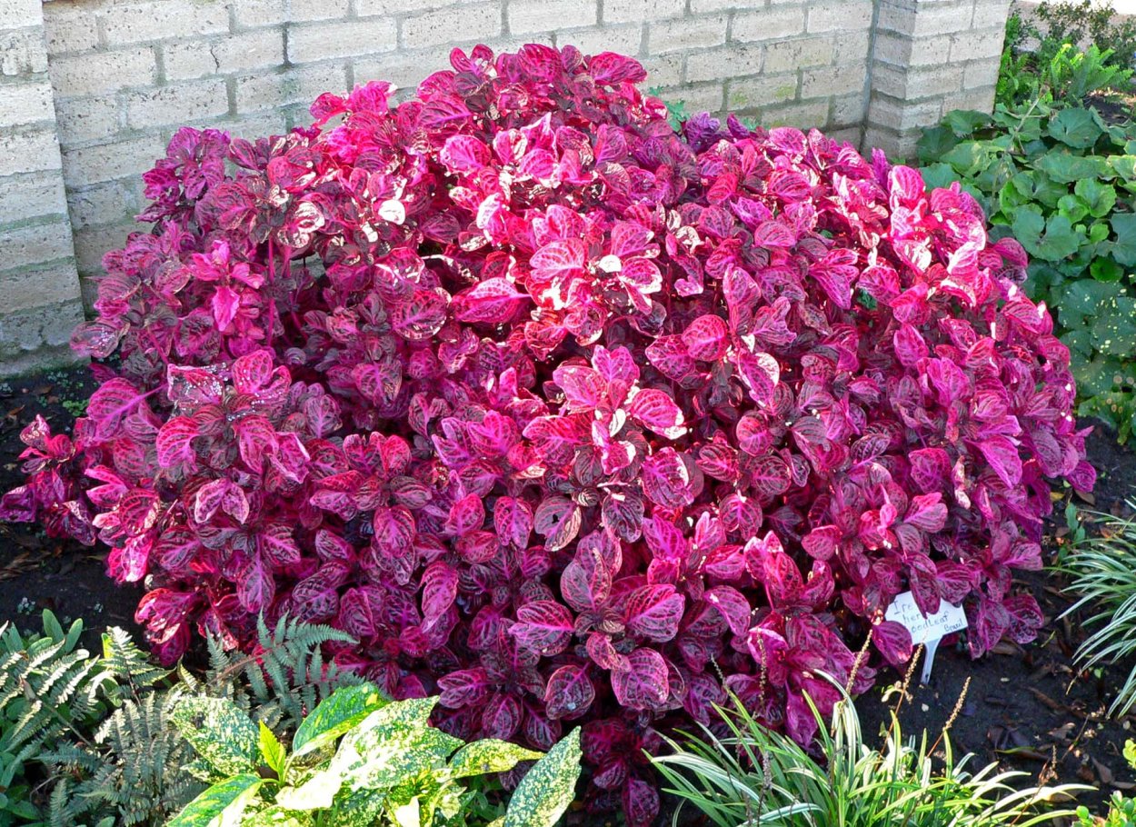 Ахирантес Вершаффельта