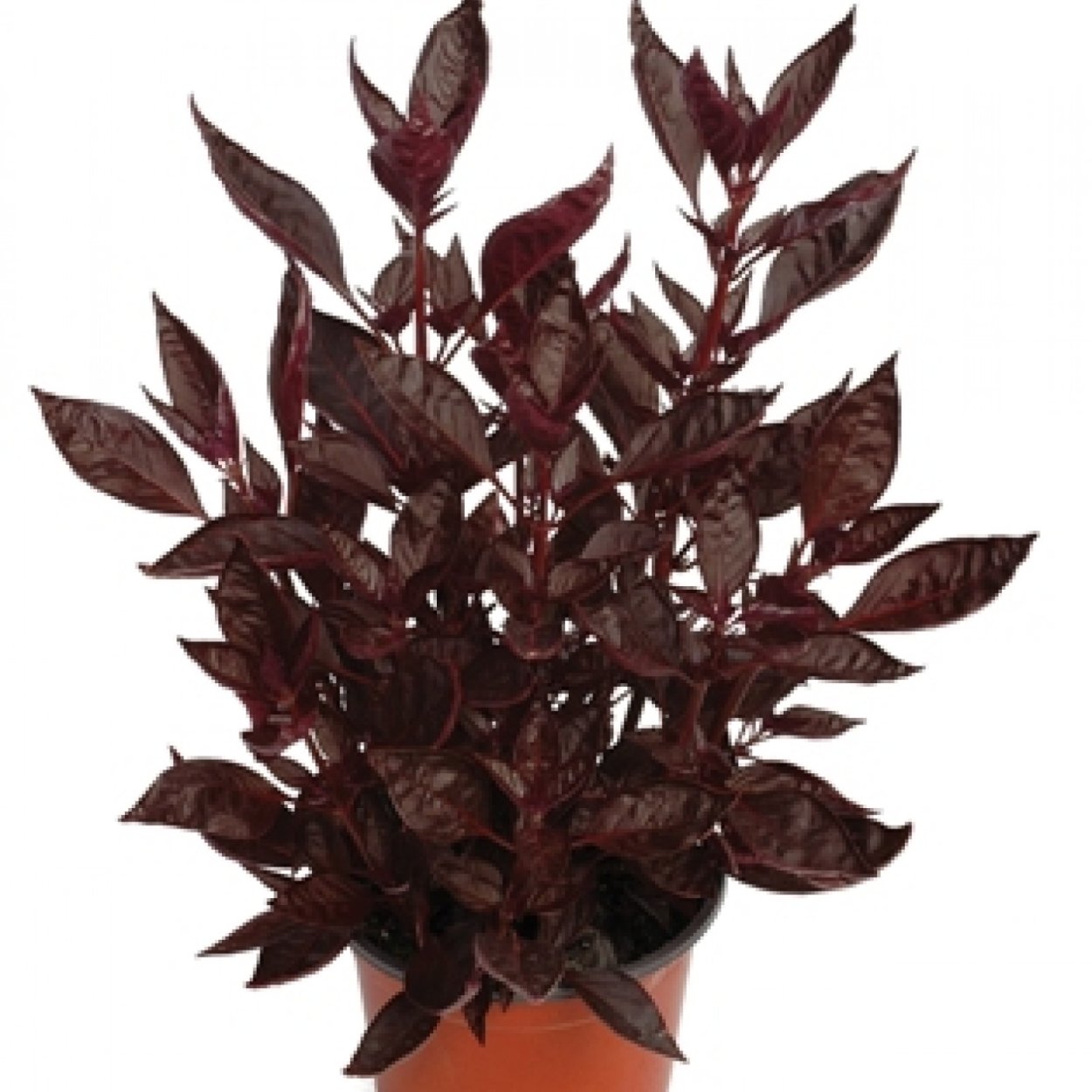 Ирезине бегония