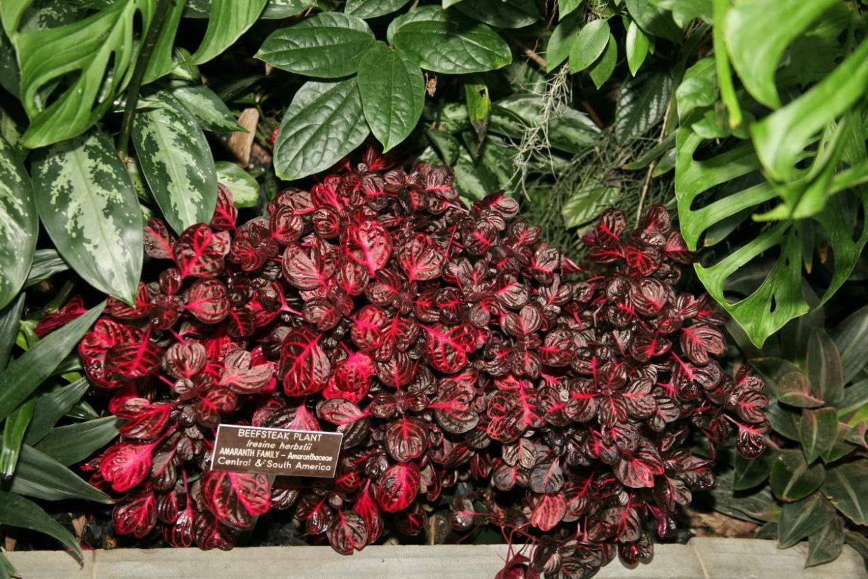 Ирезине Iresine Cherry